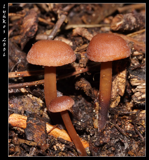 A spasso nel bosco 5
