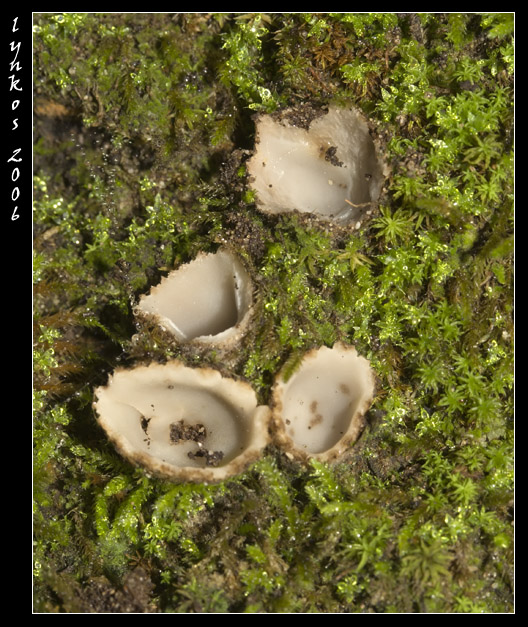 Un po'' alla volta 1