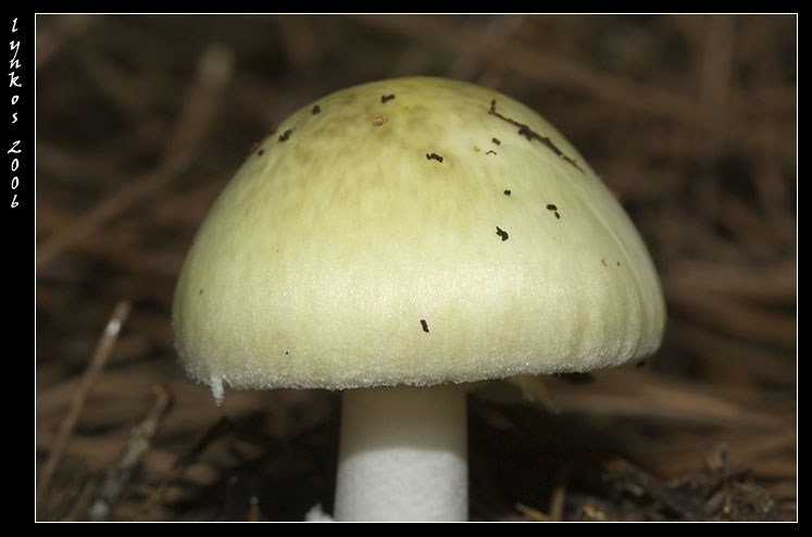 Tornando a Castelfusano