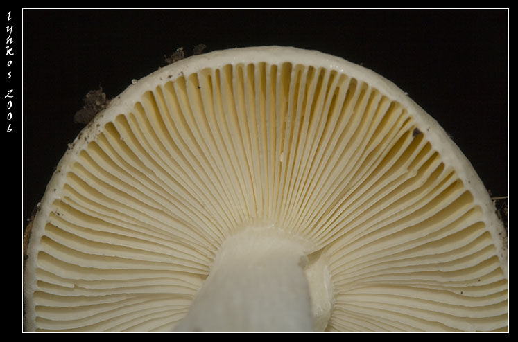 Sempre a Castelfusano