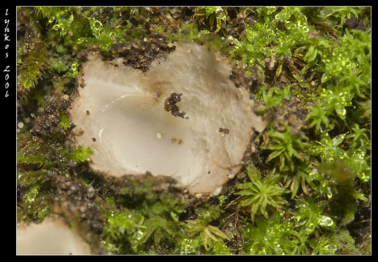 Un po'' alla volta 1