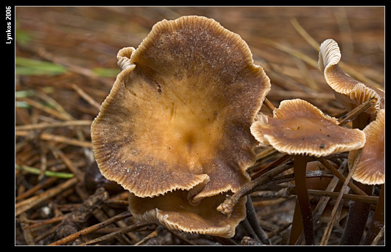 Altri tre dall''archivio