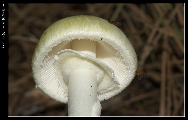 Tornando a Castelfusano