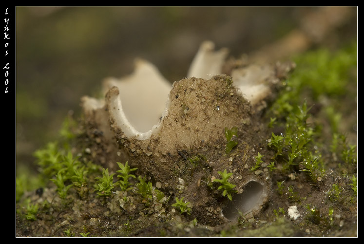 Un po'' alla volta 1