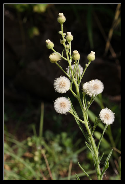 genere Erigeron
