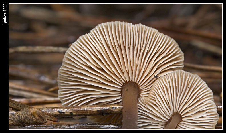 Altri tre dall''archivio