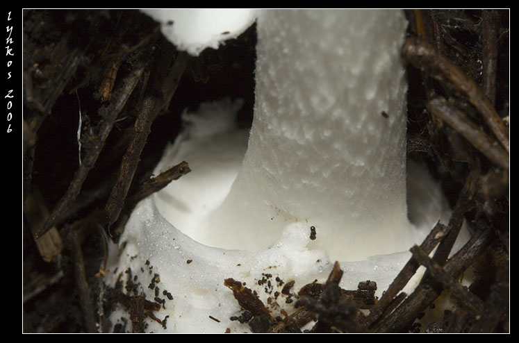 Tornando a Castelfusano