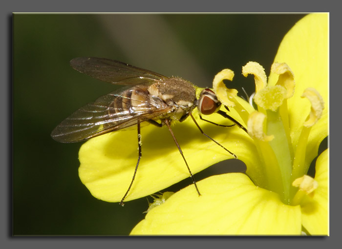 Bombyliidae