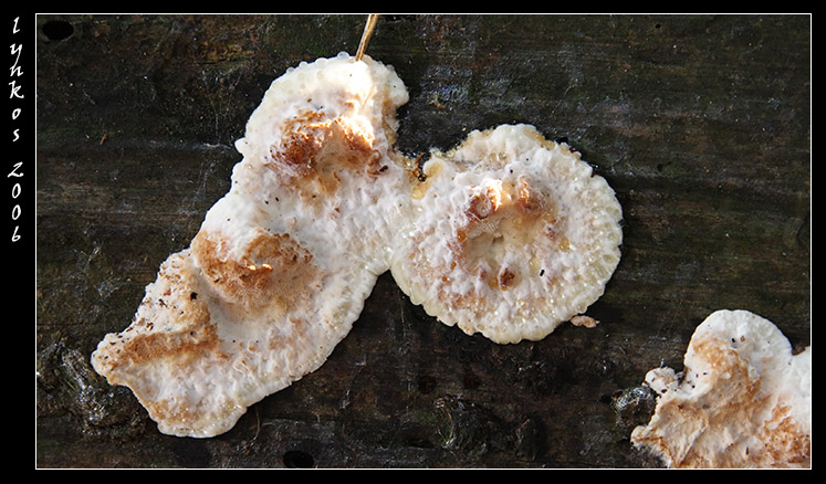 A spasso nel bosco 4