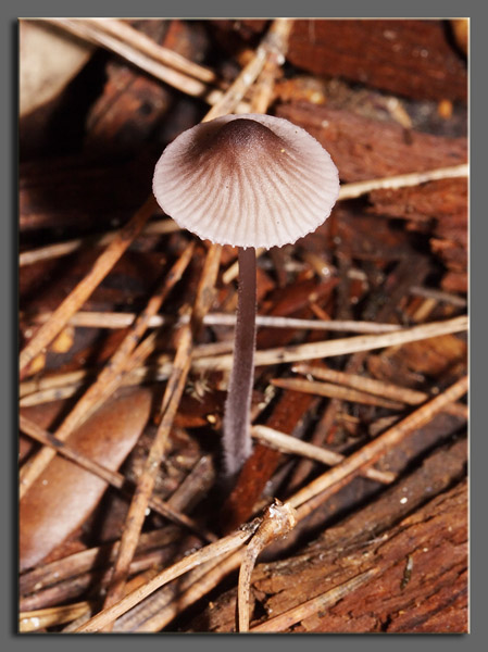 A spasso nel bosco 1