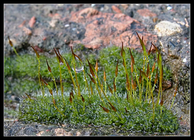Muschio nella pioggia