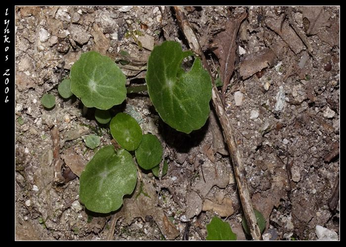 Umbilicus rupestris / Ombelico di Venere