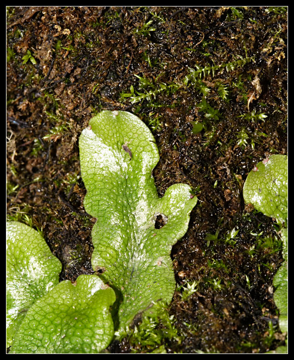 Conocephalum conicum (Marchantiophyta)?