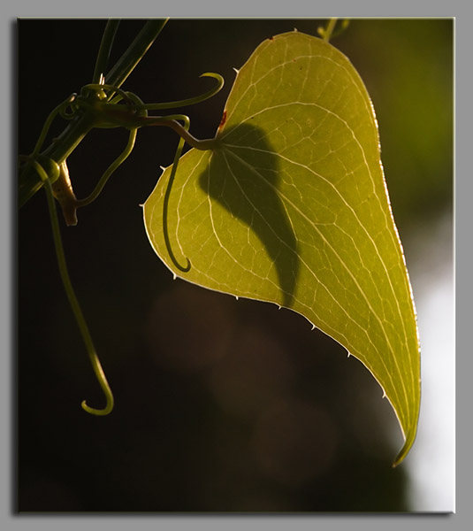 Smilax aspera / Stracciabrache, Salsapariglia nostrana