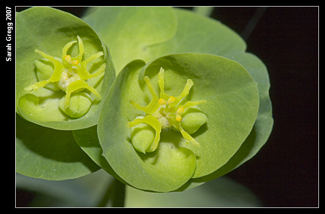 Euphorbia amygdaloides / Euforbia mandorlo