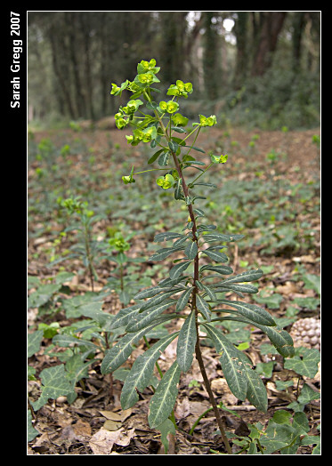 Euphorbia amygdaloides / Euforbia mandorlo