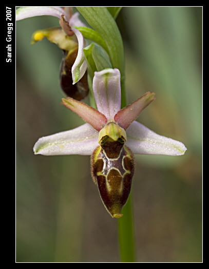 Ophrys exaltata subsp. montis-leonis (ex Ophrys tyrrhena)