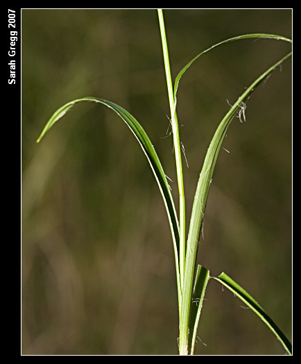Carex caryopyllea?