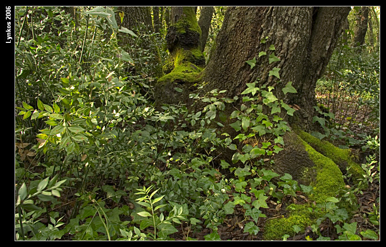Semplicemente un albero