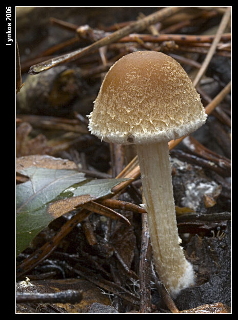 Altri tre dall''archivio