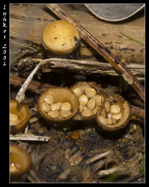 Qualche giorno fa...