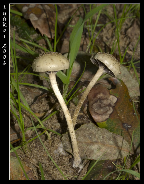 Tornando a Castelfusano
