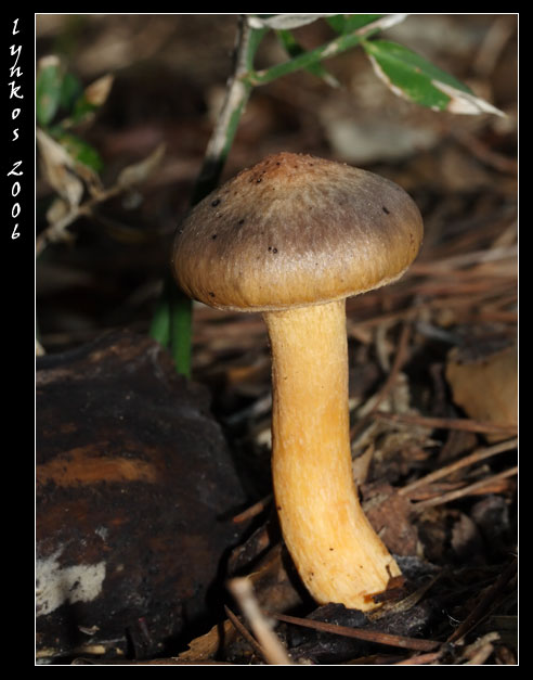 A spasso nel bosco 5