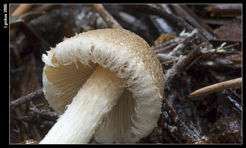 Altri tre dall''archivio