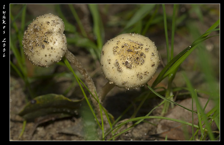Tornando a Castelfusano