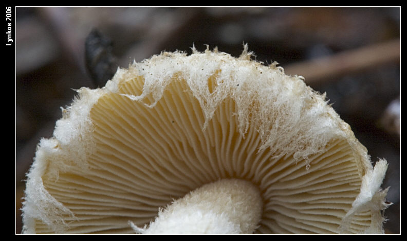 Altri tre dall''archivio