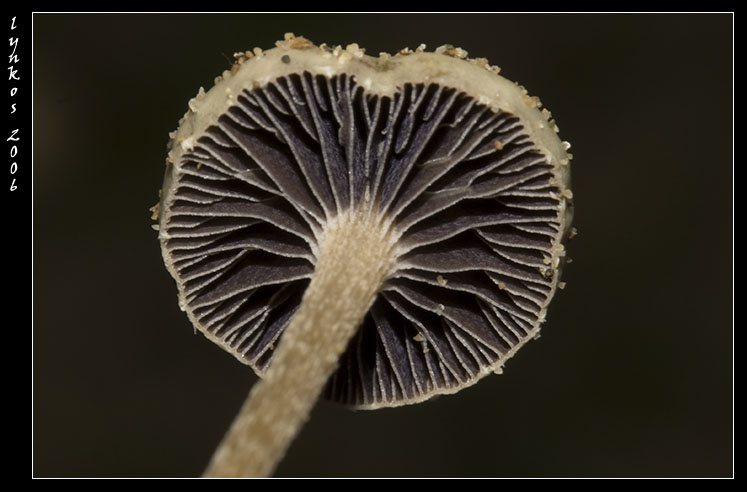 Tornando a Castelfusano