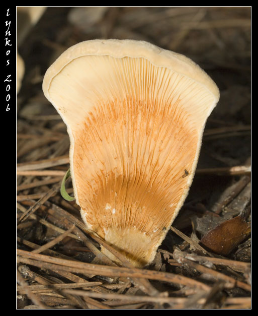 Un po'' alla volta 1