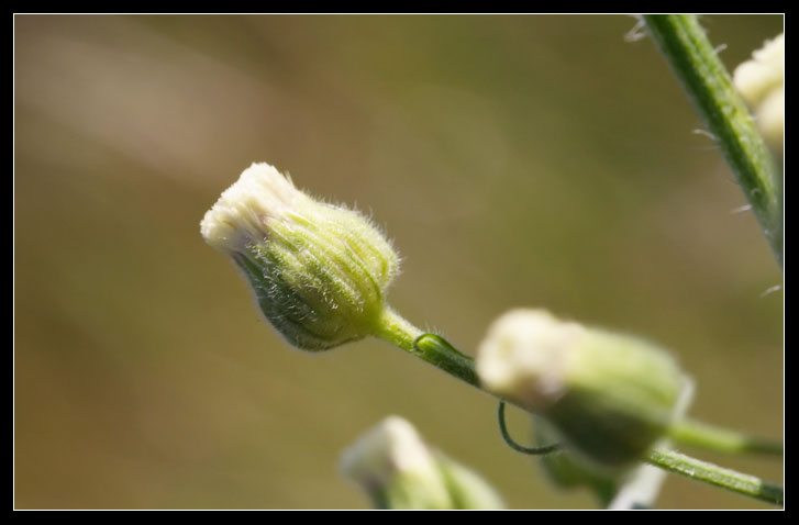genere Erigeron
