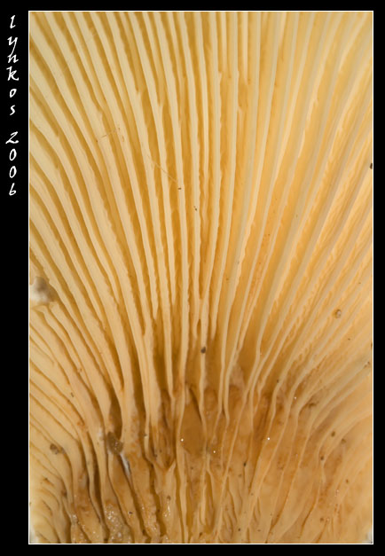 Un po'' alla volta 1