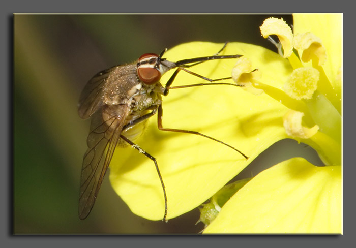 Bombyliidae