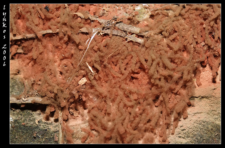A spasso nel bosco 4
