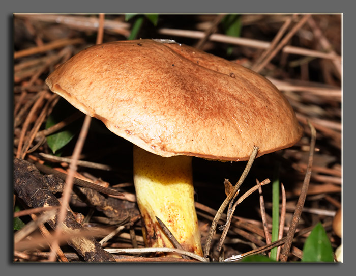 A spasso nel bosco 2