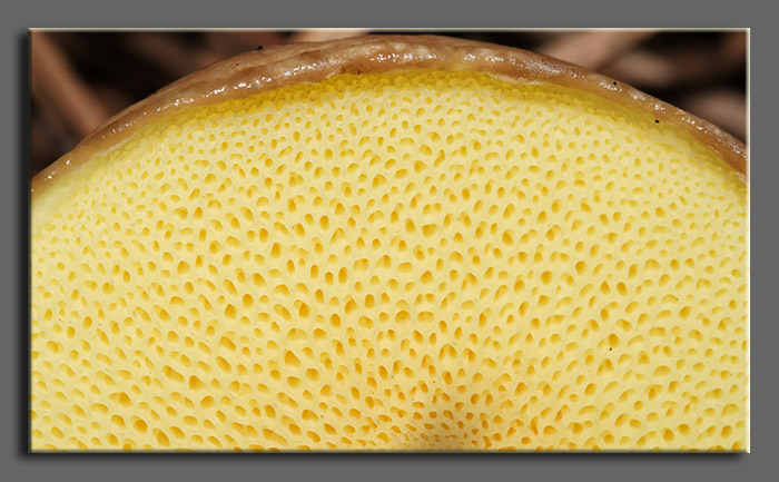 A spasso nel bosco 2