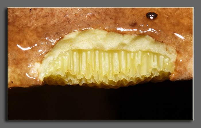 A spasso nel bosco 2