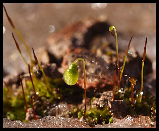 Muschio nella pioggia