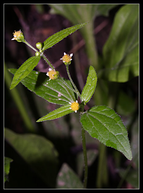 Galinsoga parviflora / Galinsoga comune
