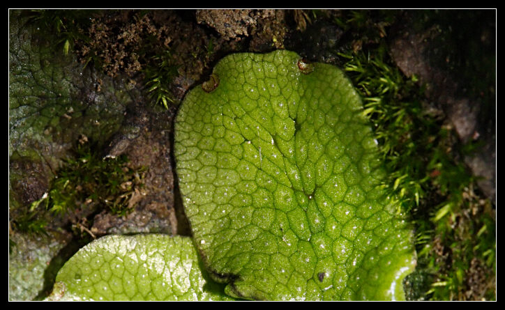 Conocephalum conicum (Marchantiophyta)?
