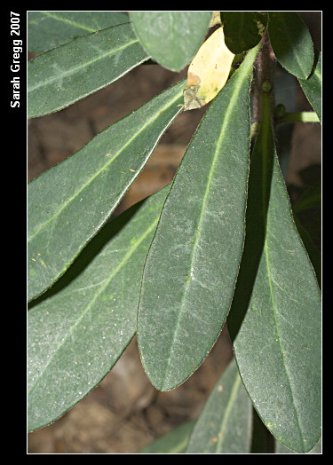 Euphorbia amygdaloides / Euforbia mandorlo