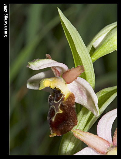 Ophrys exaltata subsp. montis-leonis (ex Ophrys tyrrhena)
