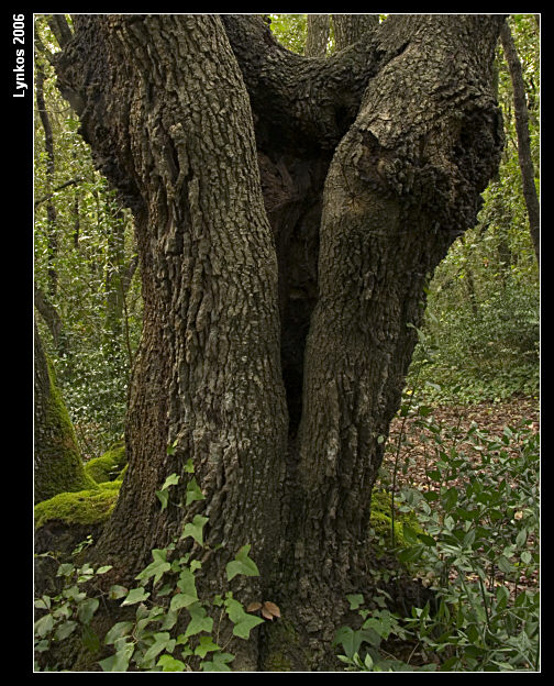 Semplicemente un albero