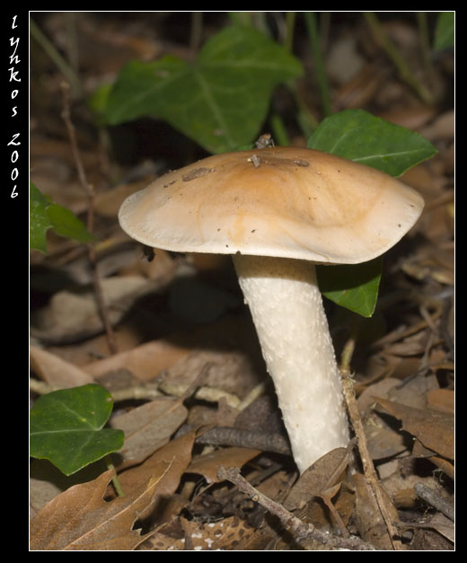 Tornando a Castelfusano