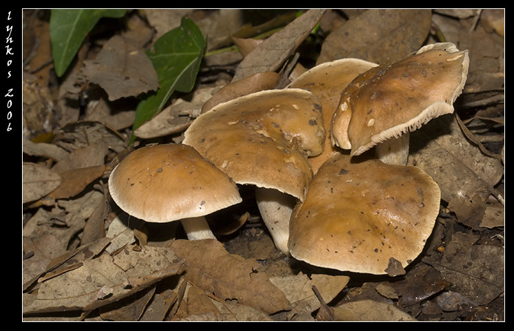 Sempre a Castelfusano