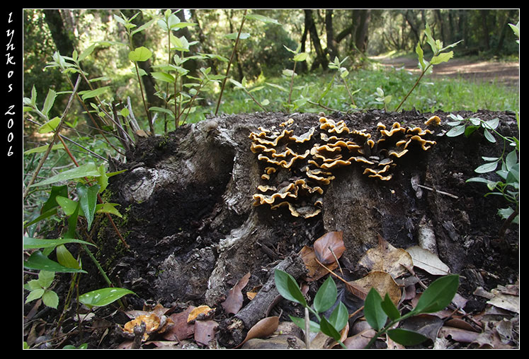 A spasso nel bosco 5