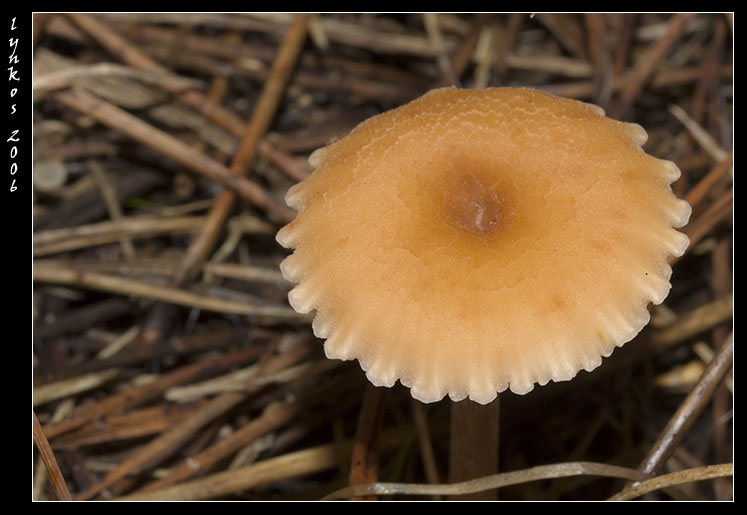 Qualche giorno fa...