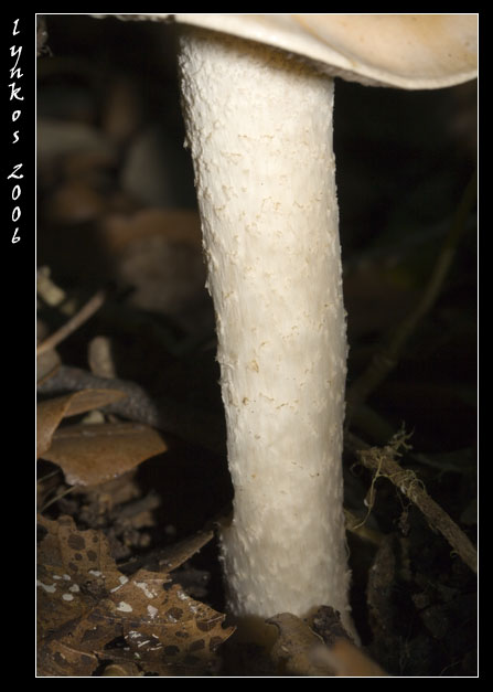 Tornando a Castelfusano